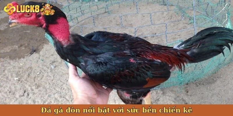 da-ga-don-noi-bat-voi-suc-ben-chien-ke